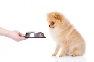 spitz puppy begging for food. isolated on white background