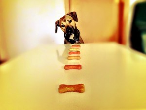 dog-610069_960_720