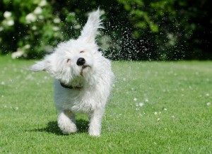 dog-shakes-itself-750625_640