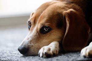 犬が脳腫瘍に 最期を迎える直前の末期症状とは