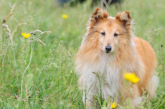 sheltie-1156816_640