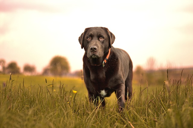dog-1371948_640