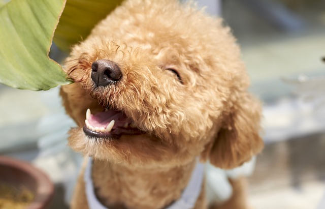 dog-1558962_640