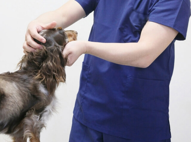 末期 犬 クッシング 症状 症候群 約３年前クッシング病を発症し甲…(犬・15歳)