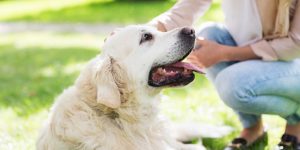 犬は死ぬ直前に鳴く 亡くなる前の行動 気持ちとは