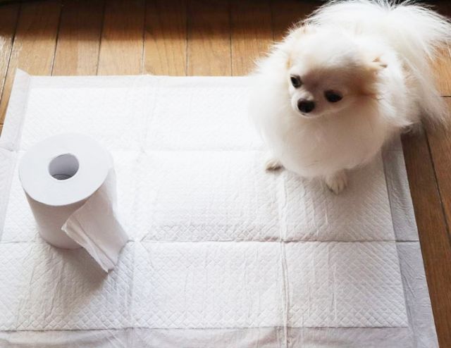 犬のオスに座ってトイレさせたい しつけ成功のための4つの秘訣