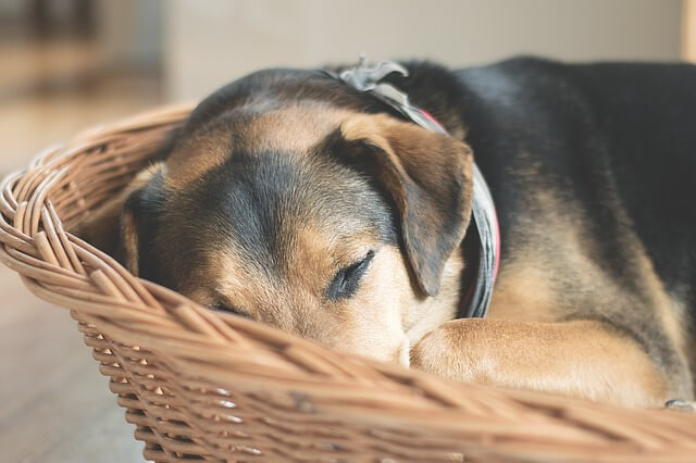犬が誤飲した 症状がでるまでの時間や対処法を徹底解説